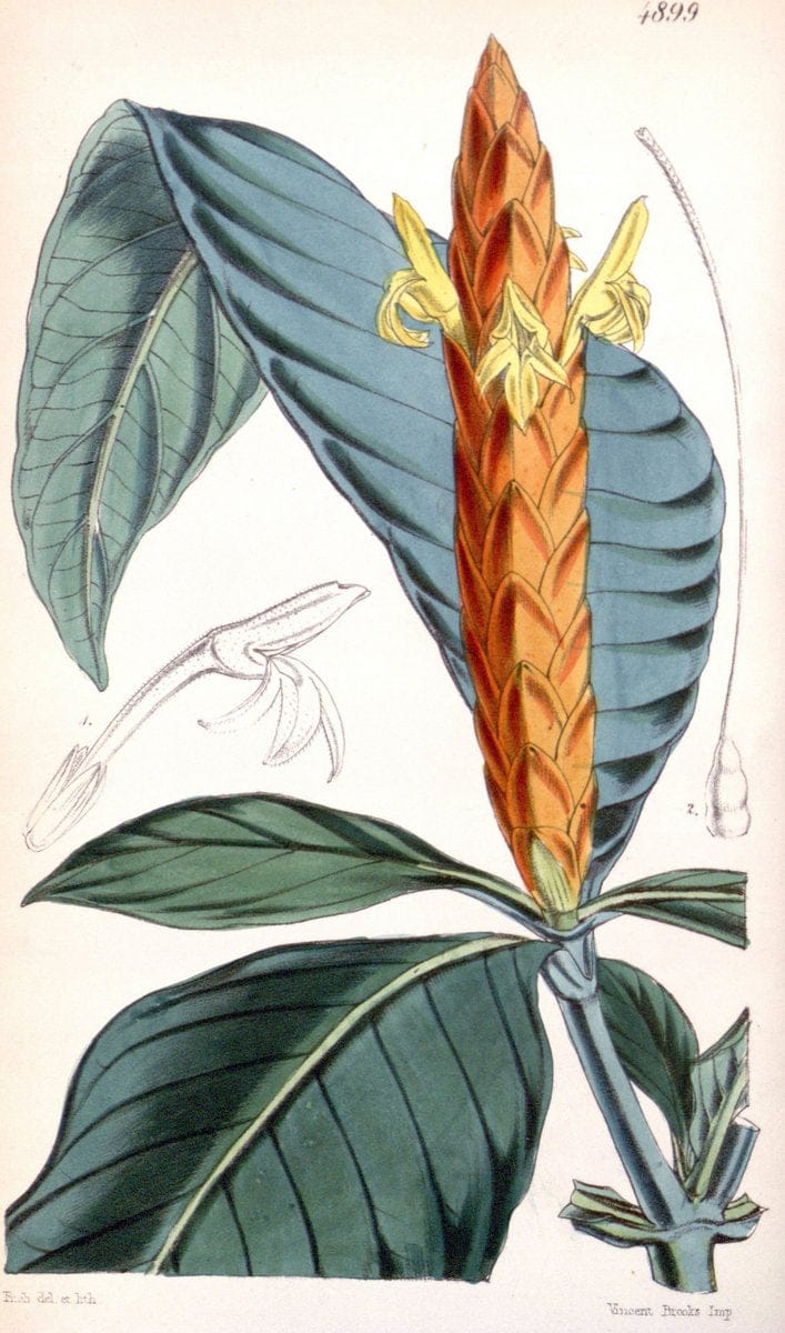 Curtis's botanical magazine..London ;New York [etc.] :Academic Press [etc.]. |  | Vintage Print Reproduction 453421