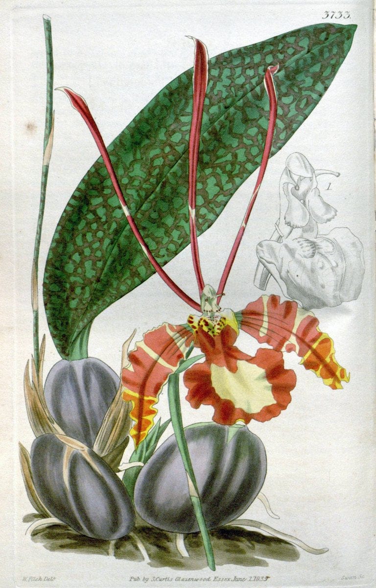 Curtis's botanical magazine..London ;New York [etc.] :Academic Press [etc.]. |  | Vintage Print Reproduction 453422