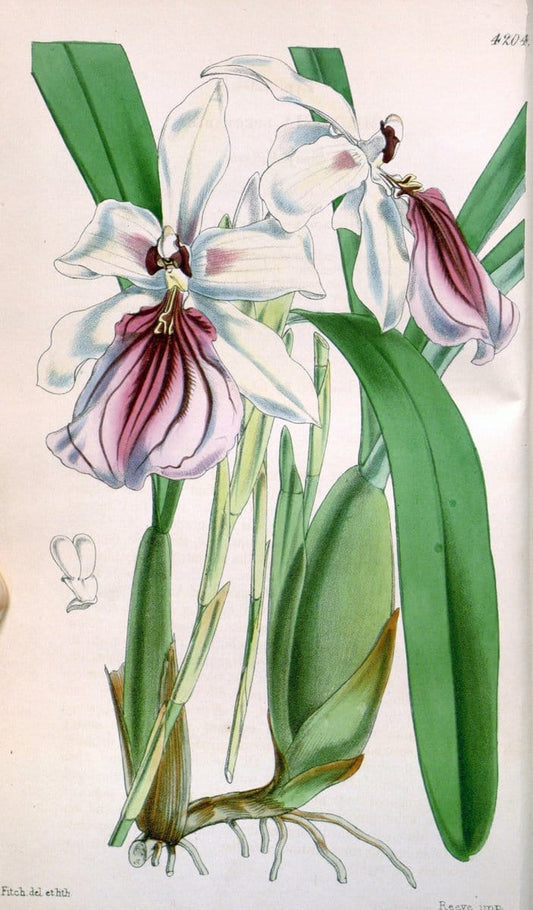 Curtis's botanical magazine. London ;New York [etc.] :Academic Press [etc.]. | Botany Periodicals "Pictorial works"  | Vintage Print Reproduction 453424