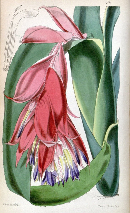 Curtis's botanical magazine. London ;New York [etc.] :Academic Press [etc.]. | Botany Periodicals "Pictorial works"  | Vintage Print Reproduction 453425