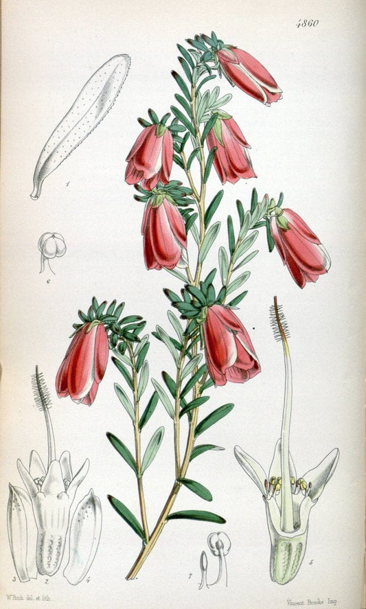 Curtis's botanical magazine. London ;New York [etc.] :Academic Press [etc.]. | Botany Periodicals "Pictorial works"  | Vintage Print Reproduction 453427