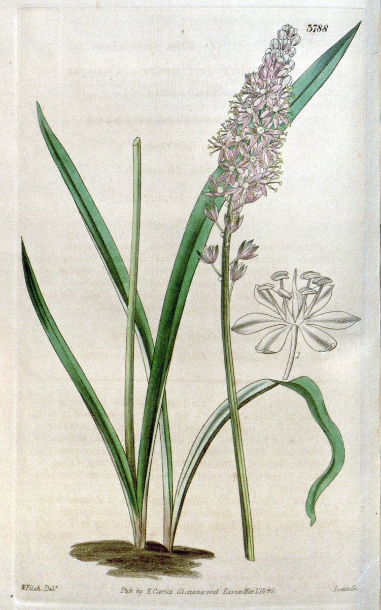 Curtis's botanical magazine. London ;New York [etc.] :Academic Press [etc.]. | Botany Periodicals "Pictorial works"  | Vintage Print Reproduction 453429