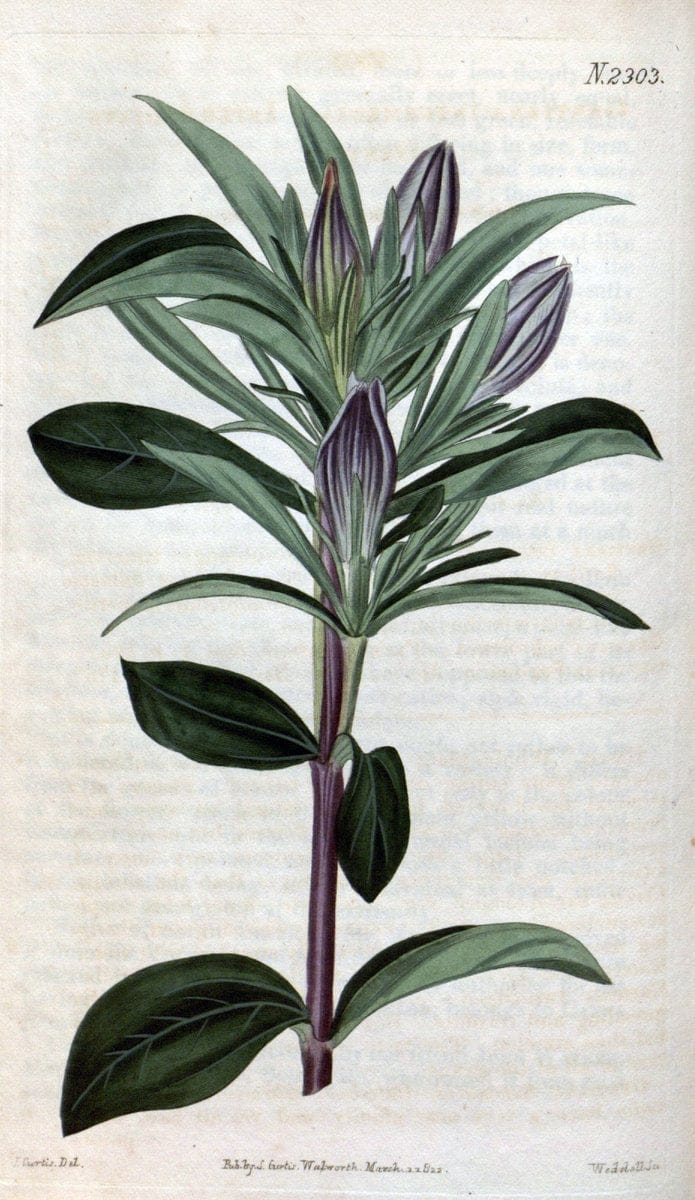 Curtis's botanical magazine. London ; New York [etc.] :Academic Press [etc.]. | "Botanical illustration" Botany Periodicals "Pictorial works" "Plants, Ornamental"  | Vintage Print Reproduction 453430