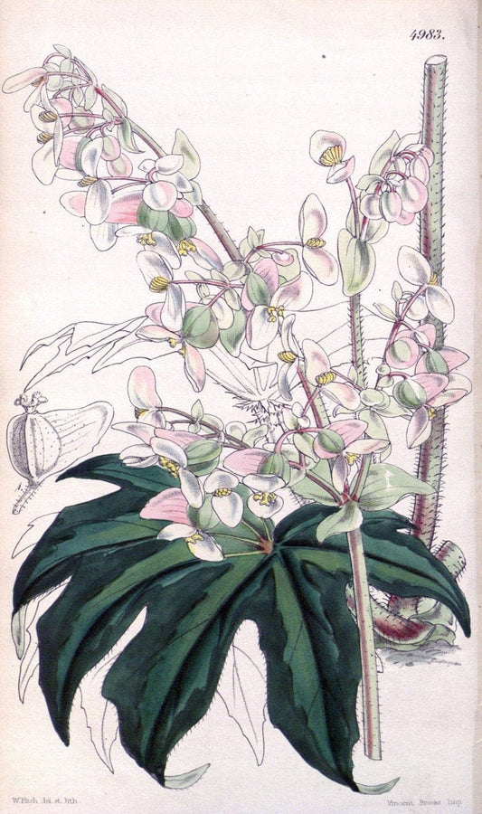 Curtis's botanical magazine. London ; New York [etc.] :Academic Press [etc.]. | "Botanical illustration" Botany Periodicals "Pictorial works" "Plants, Ornamental"  | Vintage Print Reproduction 453431