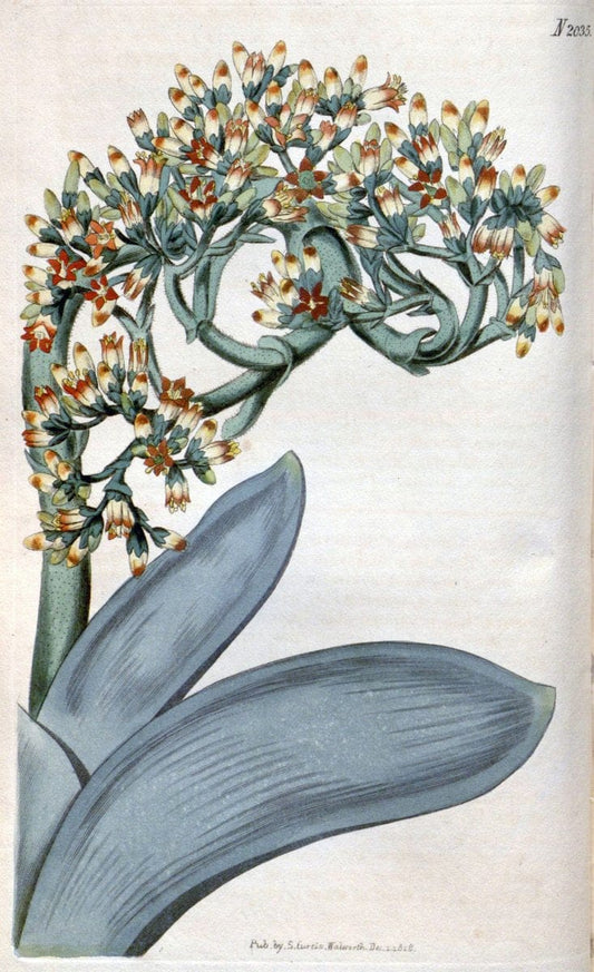 Curtis's botanical magazine. London ; New York [etc.] :Academic Press [etc.]. | "Botanical illustration" Botany Periodicals "Pictorial works" "Plants, Ornamental"  | Vintage Print Reproduction 453432