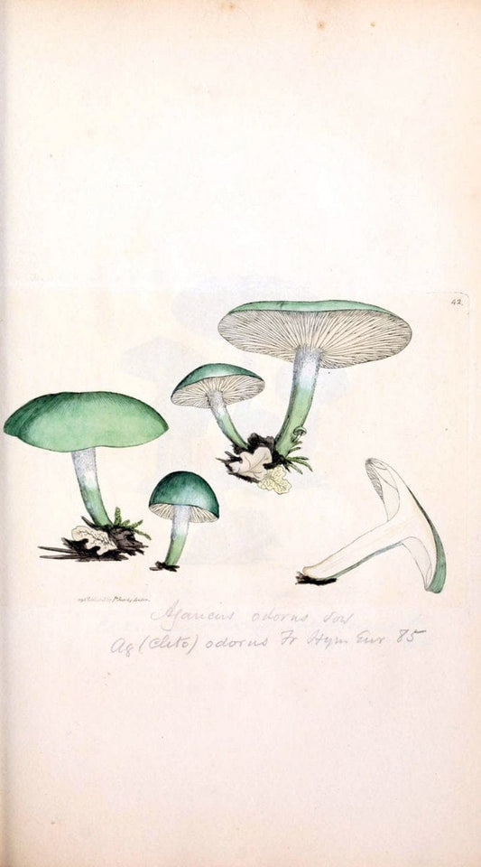 Coloured figures of English fungi or mushrooms. London,Printed by J. Davis,1797-[1809]. | England Mushrooms  | Vintage Print Reproduction 453433