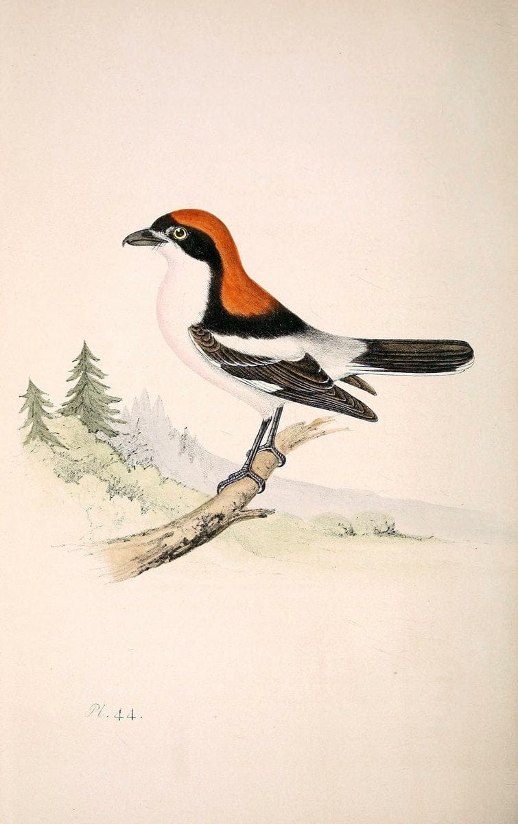 Coloured illustrations of British birds, and their eggs /.London :G.W. Nickisson,1842-1850.. |  | Vintage Print Reproduction 453434