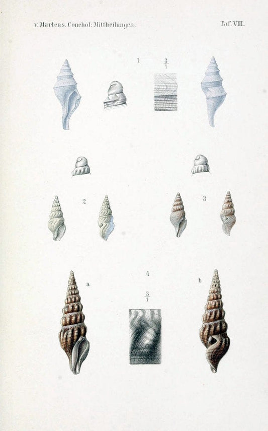 Conchologische Mittheilungen als Fortsetzung der Novitates conchologicae. bd 1 - 3.Cassell :T. Fischer,1880- . |  | Vintage Print Reproduction 453435