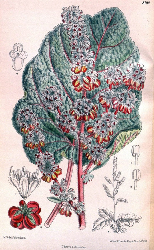 Curtis's botanical magazine. London ; New York [etc.] :Academic Press [etc.]. | "Botanical illustration" Botany Periodicals "Pictorial works" "Plants, Ornamental"  | Vintage Print Reproduction 453438