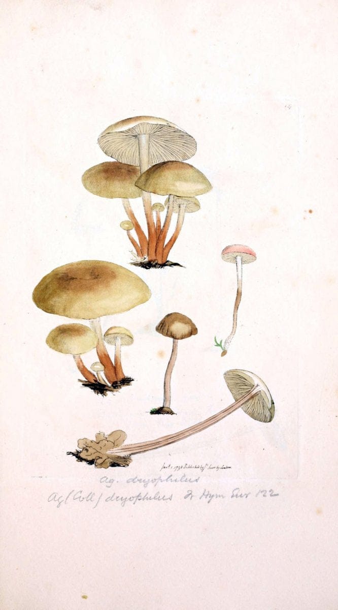 Coloured figures of English fungi or mushrooms. London,Printed by J. Davis,1797-[1809]. | England Mushrooms  | Vintage Print Reproduction 453439