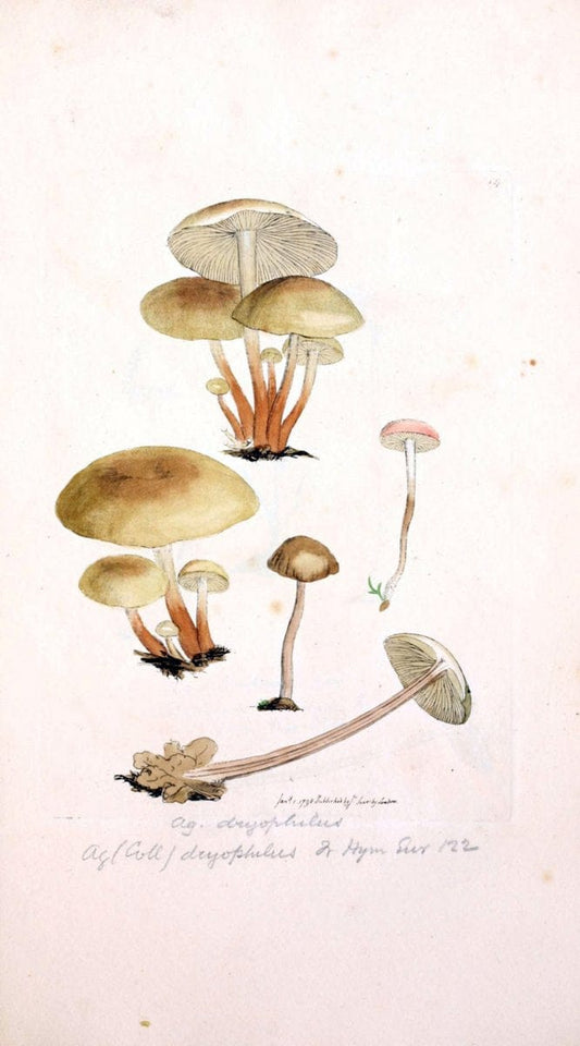 Coloured figures of English fungi or mushrooms. London,Printed by J. Davis,1797-[1809]. | England Mushrooms  | Vintage Print Reproduction 453439
