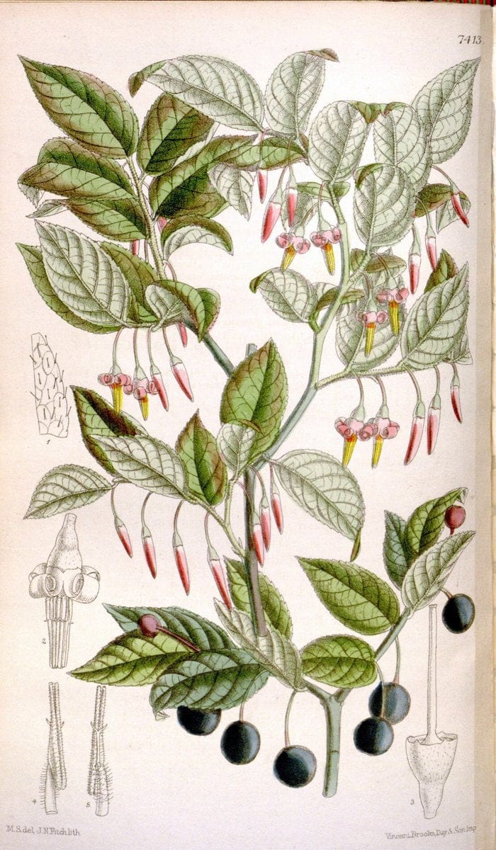 Curtis's botanical magazine. London ; New York [etc.] :Academic Press [etc.]. | "Botanical illustration" Botany Periodicals "Pictorial works" "Plants, Ornamental"  | Vintage Print Reproduction 453442