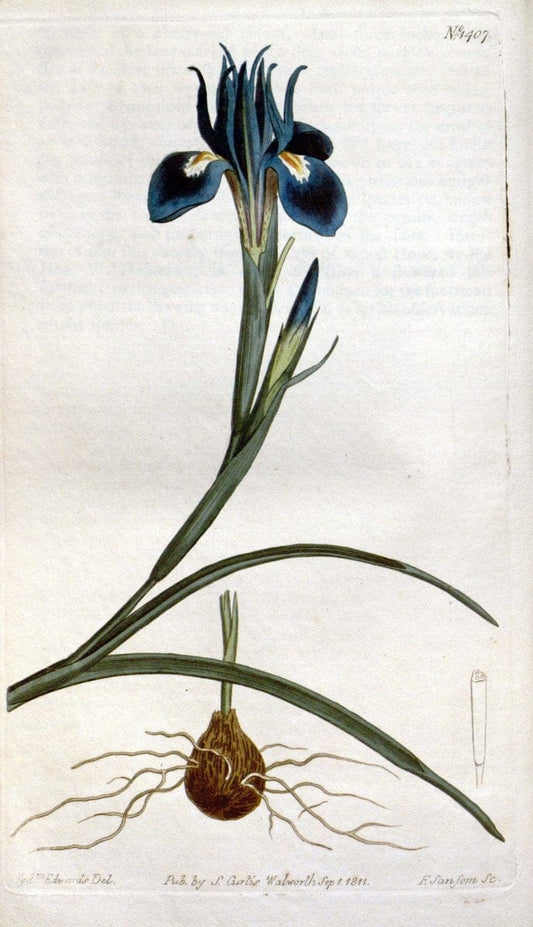 Curtis's botanical magazine. London ; New York [etc.] :Academic Press [etc.]. | "Botanical illustration" Botany Periodicals "Pictorial works" "Plants, Ornamental"  | Vintage Print Reproduction 453443