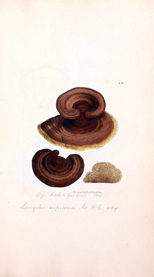 Coloured figures of English fungi or mushrooms. London,Printed by J. Davis,1797-[1809]. | England Mushrooms  | Vintage Print Reproduction 453444