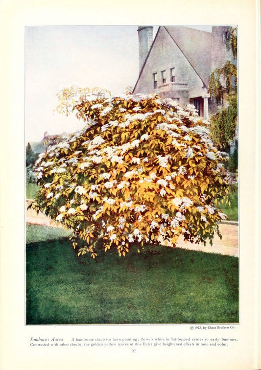 Chase fruit and flowers in natural colorsRochester, N.Y.,Chase brothers company[c1922] | Vintage Print Reproduction 453445