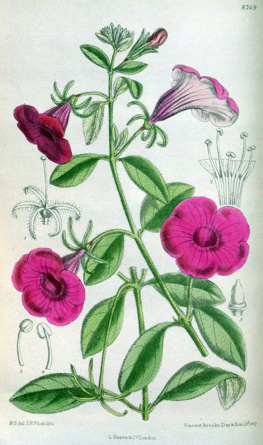 Curtis's botanical magazine. London ; New York [etc.] :Academic Press [etc.]. | "Botanical illustration" Botany Periodicals "Pictorial works" "Plants, Ornamental"  | Vintage Print Reproduction 453447