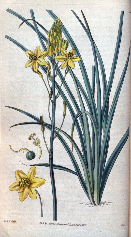 Curtis's botanical magazine. London ; New York [etc.] :Academic Press [etc.]. | "Botanical illustration" Botany Periodicals "Pictorial works" "Plants, Ornamental"  | Vintage Print Reproduction 453449