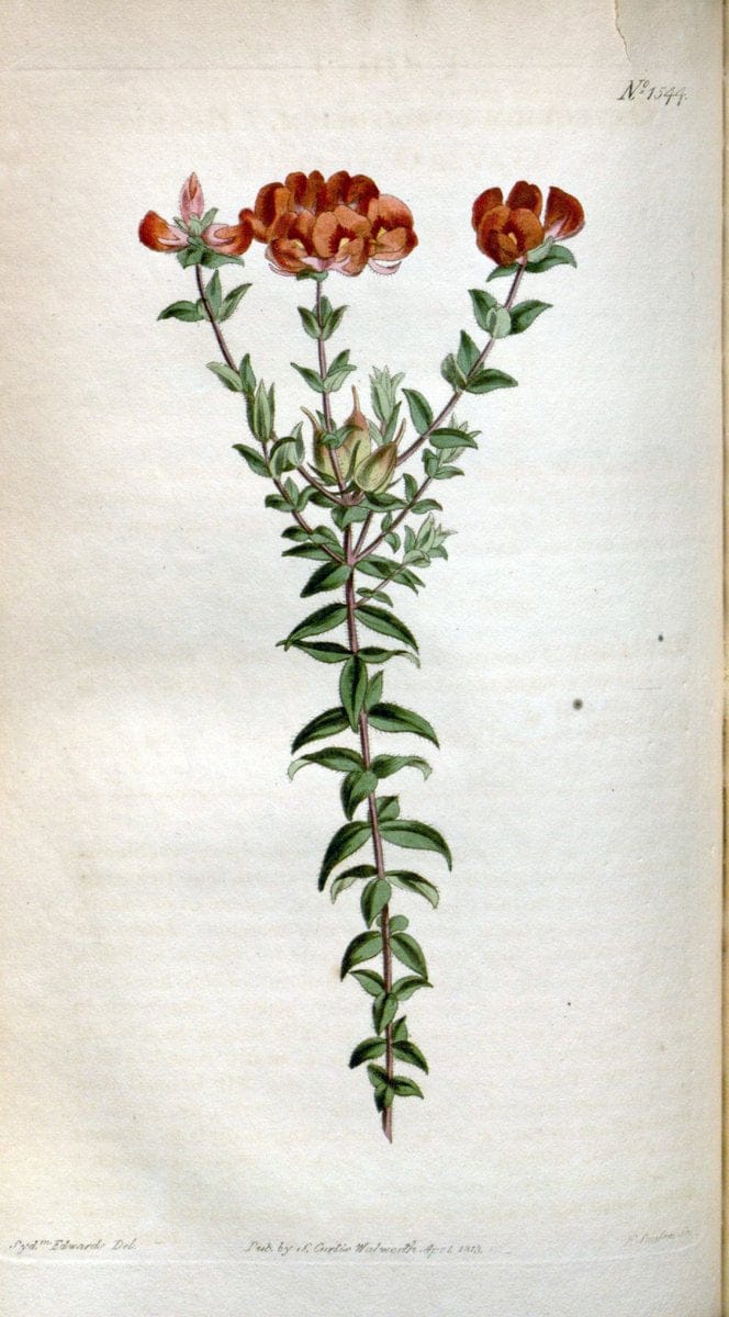Curtis's botanical magazine. London ; New York [etc.] :Academic Press [etc.]. | "Botanical illustration" Botany Periodicals "Pictorial works" "Plants, Ornamental"  | Vintage Print Reproduction 453450