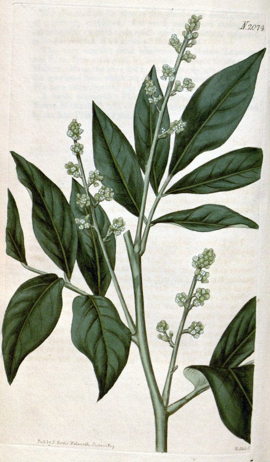 Curtis's botanical magazine. London ; New York [etc.] :Academic Press [etc.]. | "Botanical illustration" Botany Periodicals "Pictorial works" "Plants, Ornamental"  | Vintage Print Reproduction 453451