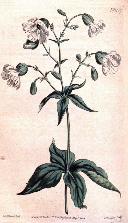 Curtis's botanical magazine. London ; New York [etc.] :Academic Press [etc.]. | "Botanical illustration" Botany Periodicals "Pictorial works" "Plants, Ornamental"  | Vintage Print Reproduction 453453