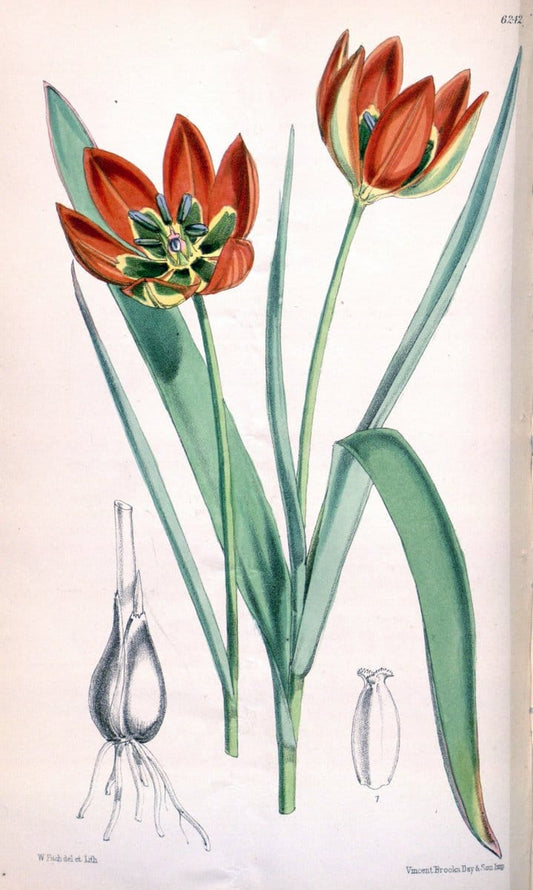 Curtis's botanical magazine. London ; New York [etc.] :Academic Press [etc.]. | "Botanical illustration" Botany Periodicals "Pictorial works" "Plants, Ornamental"  | Vintage Print Reproduction 453454