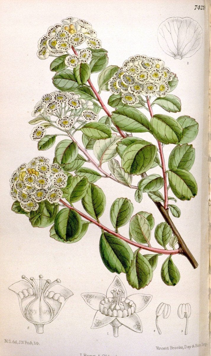 Curtis's botanical magazine. London ; New York [etc.] :Academic Press [etc.]. | "Botanical illustration" Botany Periodicals "Pictorial works" "Plants, Ornamental"  | Vintage Print Reproduction 453455