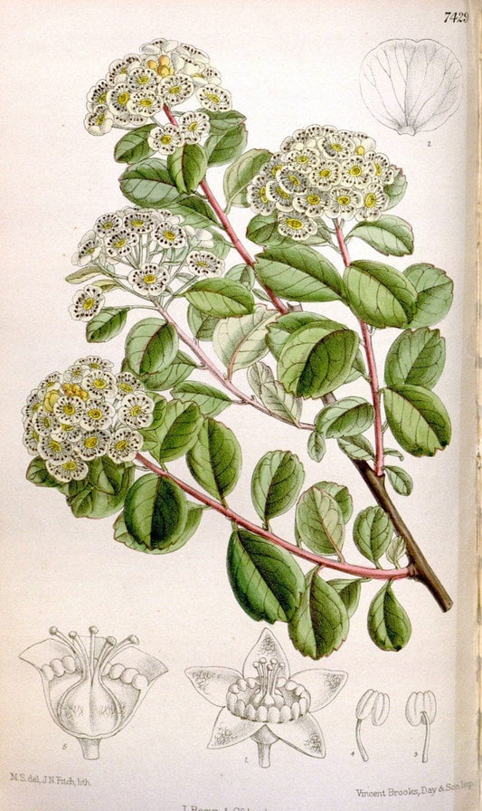 Curtis's botanical magazine. London ; New York [etc.] :Academic Press [etc.]. | "Botanical illustration" Botany Periodicals "Pictorial works" "Plants, Ornamental"  | Vintage Print Reproduction 453455