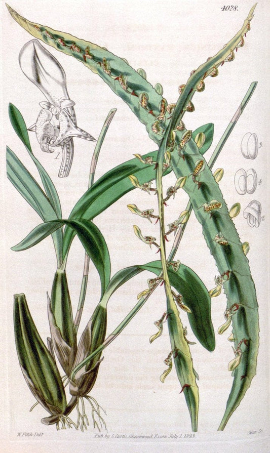 Curtis's botanical magazine. London ; New York [etc.] :Academic Press [etc.]. | "Botanical illustration" Botany Periodicals "Pictorial works" "Plants, Ornamental"  | Vintage Print Reproduction 453458
