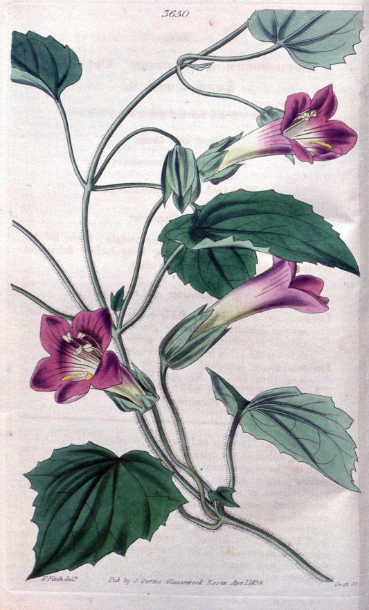Curtis's botanical magazine..London ;New York [etc.] :Academic Press [etc.]. |  | Vintage Print Reproduction 453460