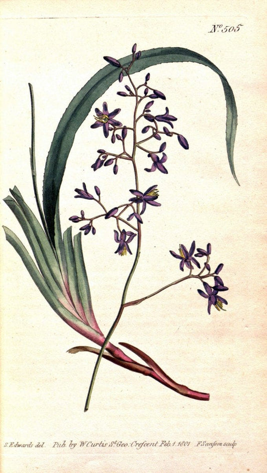 Curtis's botanical magazine. London ;New York [etc.] :Academic Press [etc.]. | Botany Periodicals "Pictorial works"  | Vintage Print Reproduction 453462