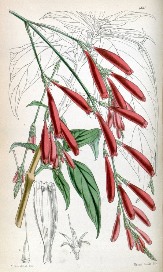 Curtis's botanical magazine. London ;New York [etc.] :Academic Press [etc.]. | Botany Periodicals "Pictorial works"  | Vintage Print Reproduction 453463