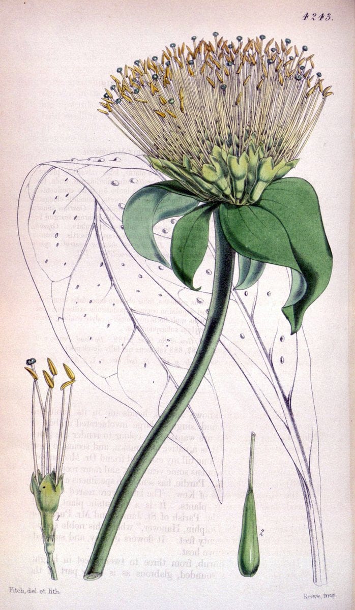 Curtis's botanical magazine. London ;New York [etc.] :Academic Press [etc.]. | Botany Periodicals "Pictorial works"  | Vintage Print Reproduction 453465