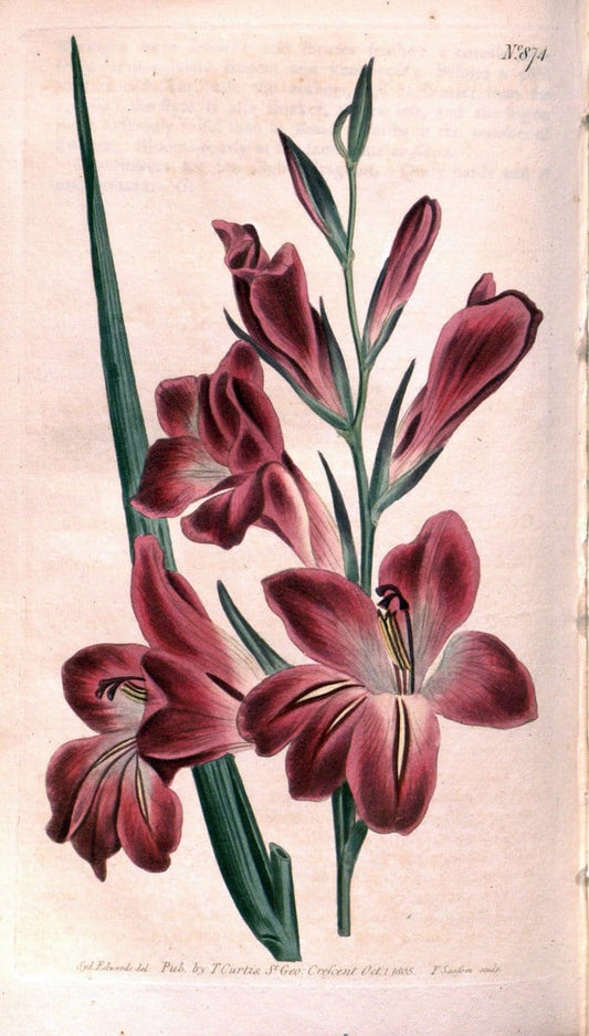 Curtis's botanical magazine. London ;New York [etc.] :Academic Press [etc.]. | Botany Periodicals "Pictorial works"  | Vintage Print Reproduction 453469