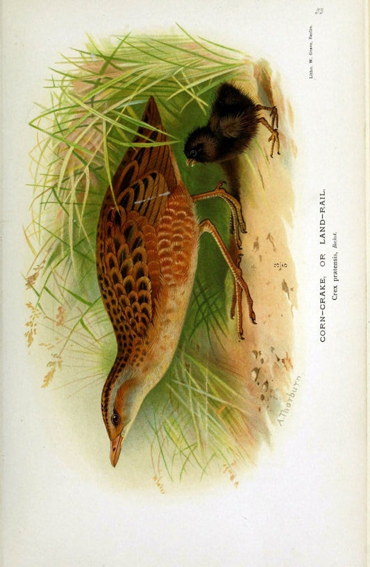 Coloured figures of the birds of the British Islands | "Corn Crake" Landrail "taxonomy:binomial=Crex crex" Birds "Great Britain" ogy, Ernst | Vintage Print Reproduction 453470