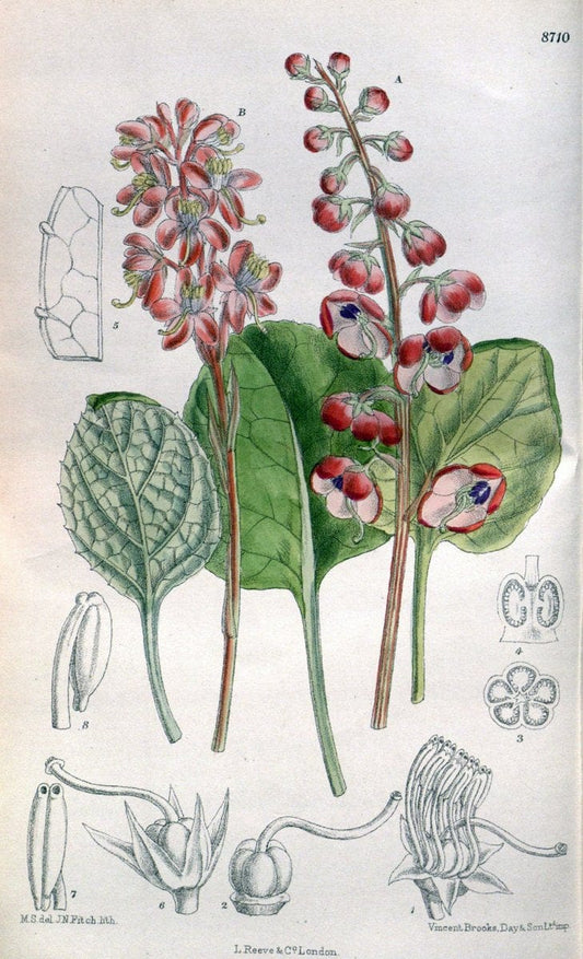Curtis's botanical magazine. London ; New York [etc.] :Academic Press [etc.]. | "Botanical illustration" Botany Periodicals "Pictorial works" "Plants, Ornamental"  | Vintage Print Reproduction 453472