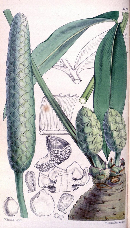 Curtis's botanical magazine. London ; New York [etc.] :Academic Press [etc.]. | "Botanical illustration" Botany Periodicals "Pictorial works" "Plants, Ornamental"  | Vintage Print Reproduction 453473