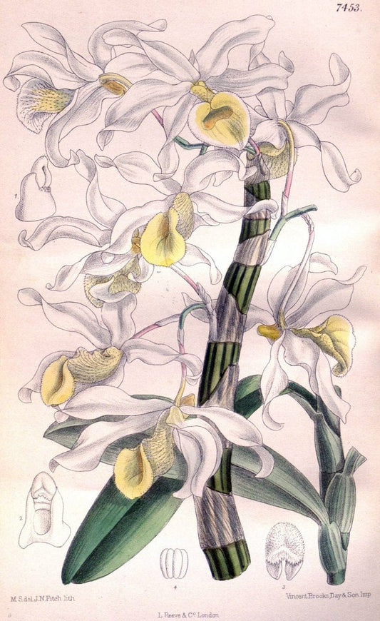 Curtis's botanical magazine. London ; New York [etc.] :Academic Press [etc.]. | "Botanical illustration" Botany Periodicals "Pictorial works" "Plants, Ornamental"  | Vintage Print Reproduction 453474