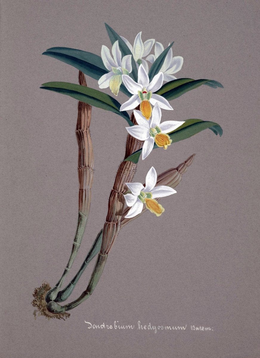 Collection d'orchideÃŒÂes.[S.l. :s.n.,18--]. | "Botanical illustration" Orchidaceae "Orchidaceae in art" "Pictorial works"  | Vintage Print Reproduction 453476