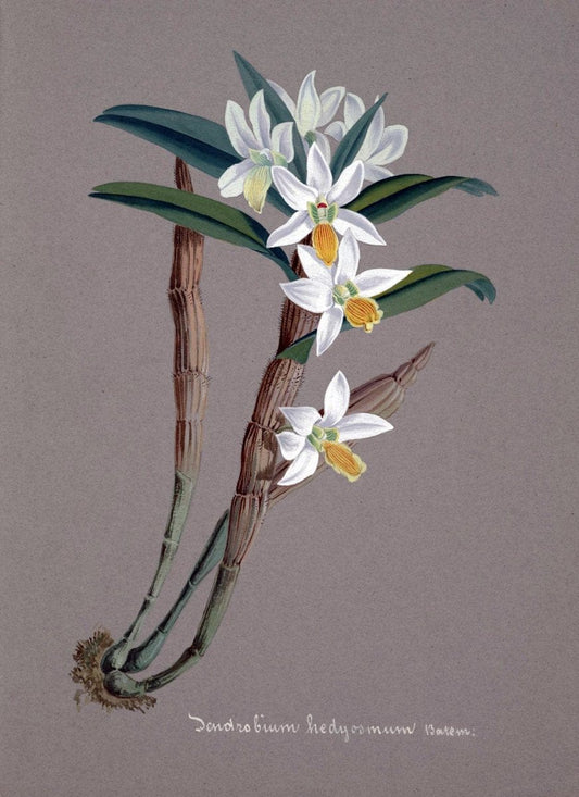 Collection d'orchideÃŒÂes.[S.l. :s.n.,18--]. | "Botanical illustration" Orchidaceae "Orchidaceae in art" "Pictorial works"  | Vintage Print Reproduction 453476