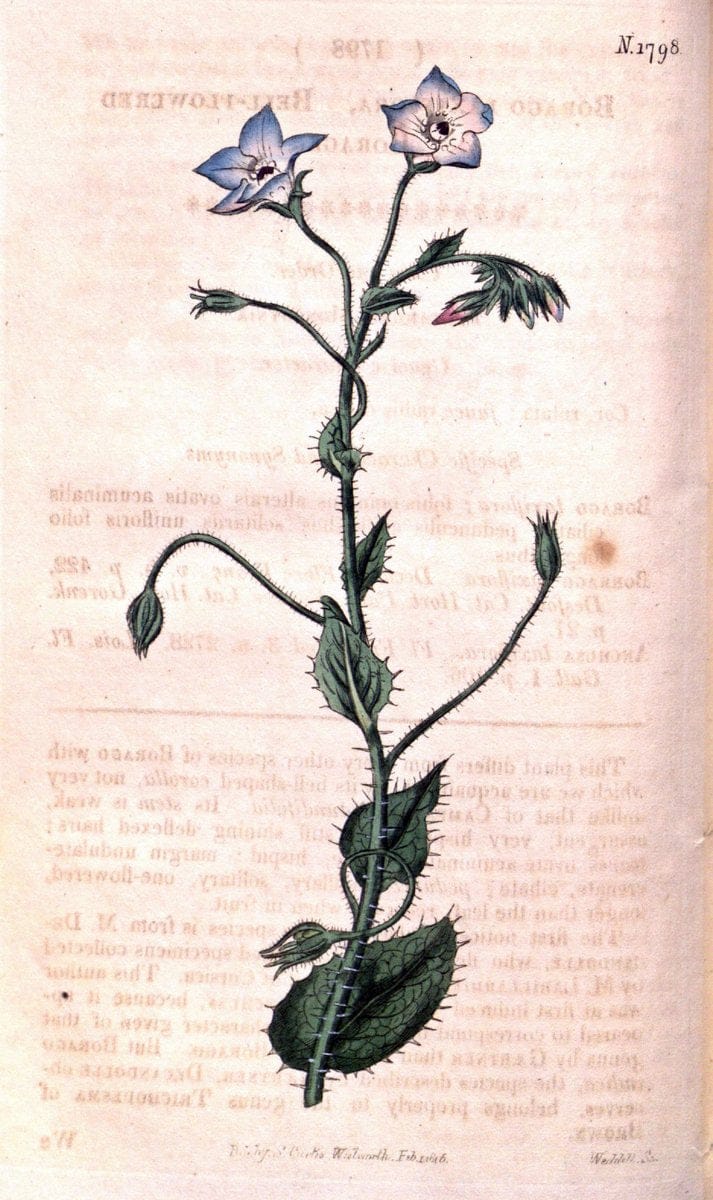 Curtis's botanical magazine. London ; New York [etc.] :Academic Press [etc.]. | "Botanical illustration" Botany Periodicals "Pictorial works" "Plants, Ornamental"  | Vintage Print Reproduction 453478