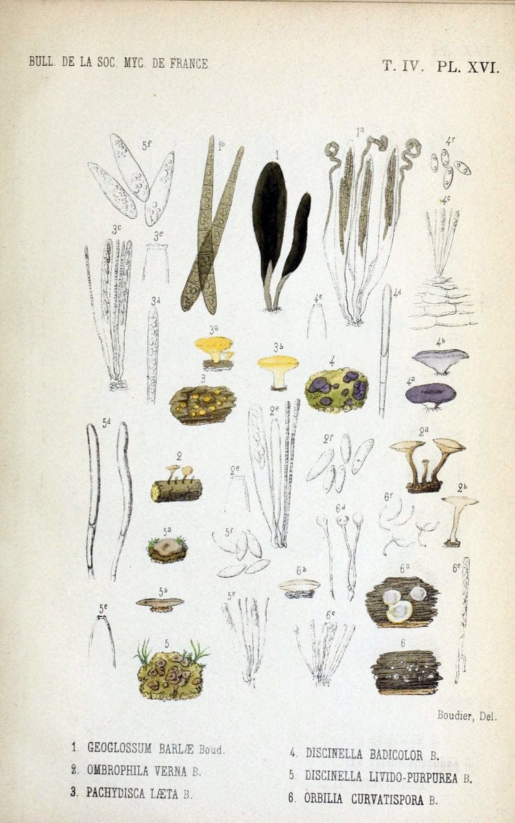 Bulletin de la SociÃ©tÃ© mycologique de France.Epinal :La SociÃ©tÃ©,1885-1903.  | France Fungi Mycology Periodicals | Vintage Print Reproduction 453479