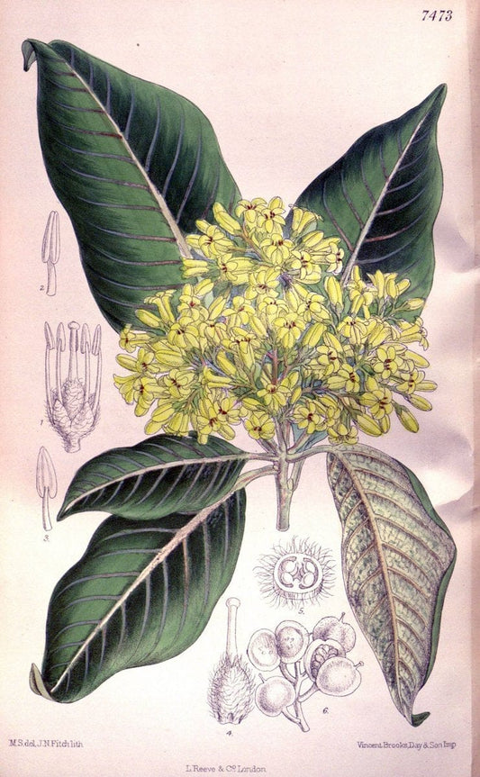 Curtis's botanical magazine. London ; New York [etc.] :Academic Press [etc.]. | "Botanical illustration" Botany Periodicals "Pictorial works" "Plants, Ornamental"  | Vintage Print Reproduction 453481