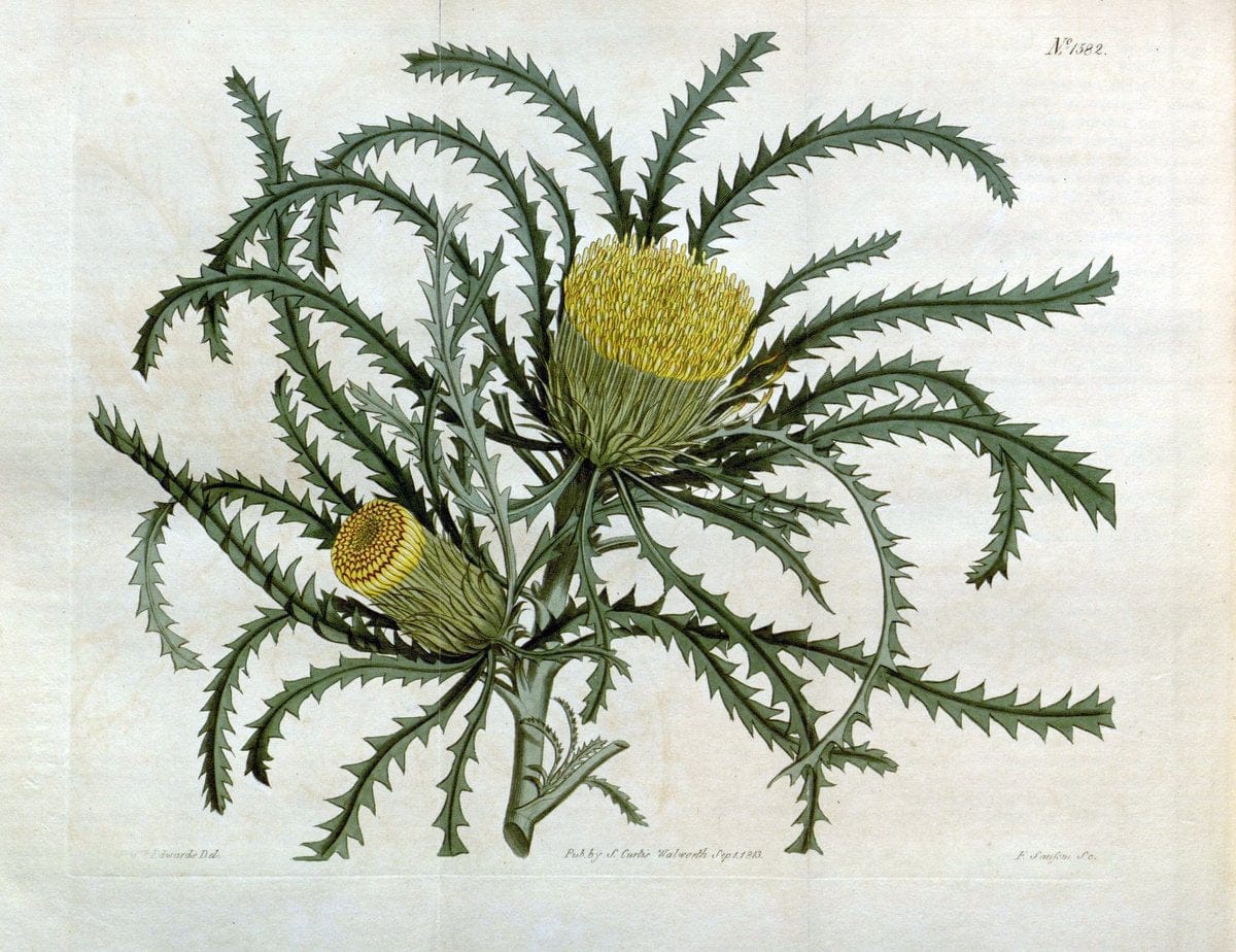 Curtis's botanical magazine. London ; New York [etc.] :Academic Press [etc.]. | "Botanical illustration" Botany Periodicals "Pictorial works" "Plants, Ornamental"  | Vintage Print Reproduction 453482