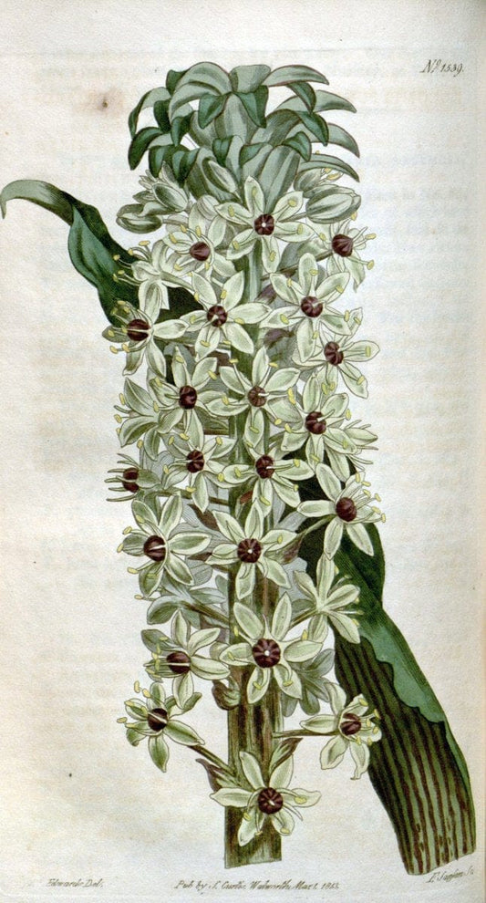 Curtis's botanical magazine. London ; New York [etc.] :Academic Press [etc.]. | "Botanical illustration" Botany Periodicals "Pictorial works" "Plants, Ornamental"  | Vintage Print Reproduction 453484