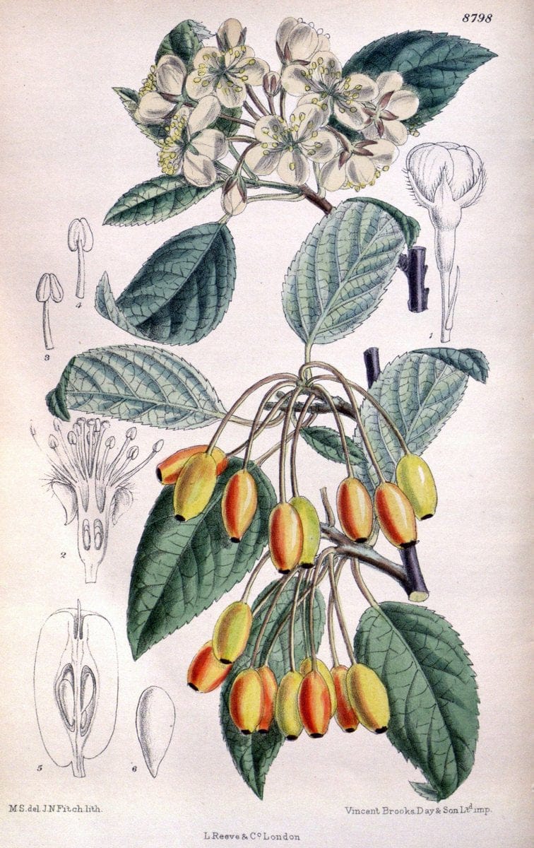 Curtis's botanical magazine. London ; New York [etc.] :Academic Press [etc.]. | "Botanical illustration" Botany Periodicals "Pictorial works" "Plants, Ornamental"  | Vintage Print Reproduction 453486
