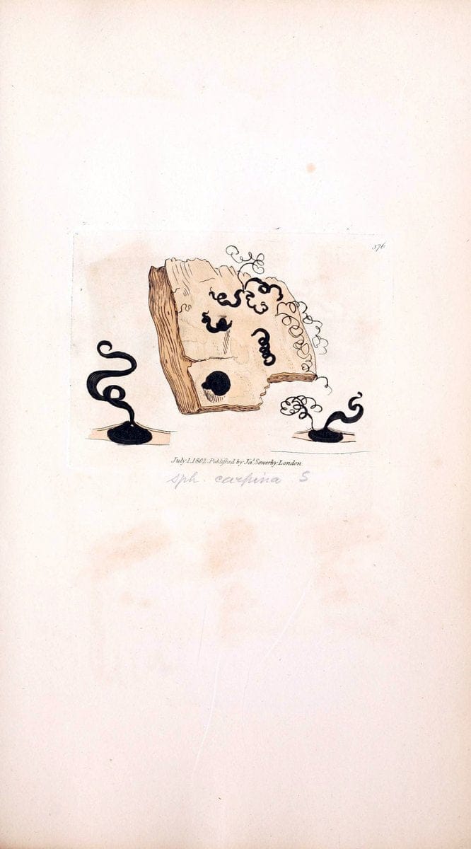 Coloured figures of English fungi or mushrooms. London,Printed by J. Davis,1797-[1809]. | England Mushrooms  | Vintage Print Reproduction 453487