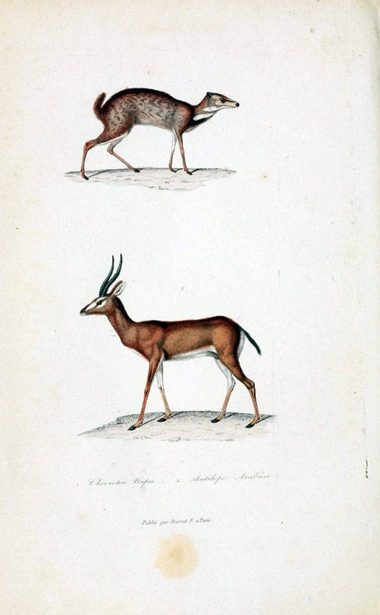 ComplÃ©ments de Buffon. t.1.Paris:P. Pourrat FrÃ¨res,1838. |  | Vintage Print Reproduction 453490