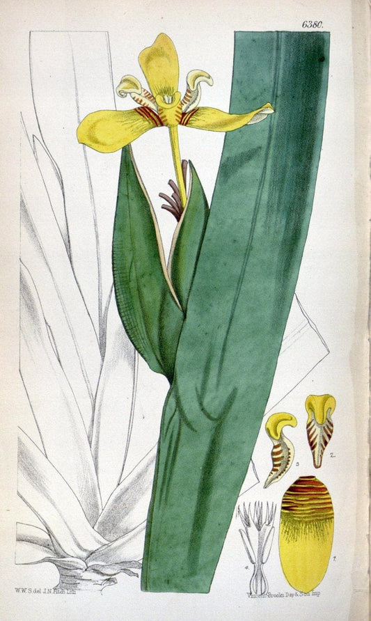 Curtis's botanical magazine. London ; New York [etc.] :Academic Press [etc.]. | "Botanical illustration" Botany Periodicals "Pictorial works" "Plants, Ornamental"  | Vintage Print Reproduction 453492