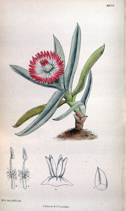 Curtis's botanical magazine. London ; New York [etc.] :Academic Press [etc.]. | "Botanical illustration" Botany Periodicals "Pictorial works" "Plants, Ornamental"  | Vintage Print Reproduction 453493