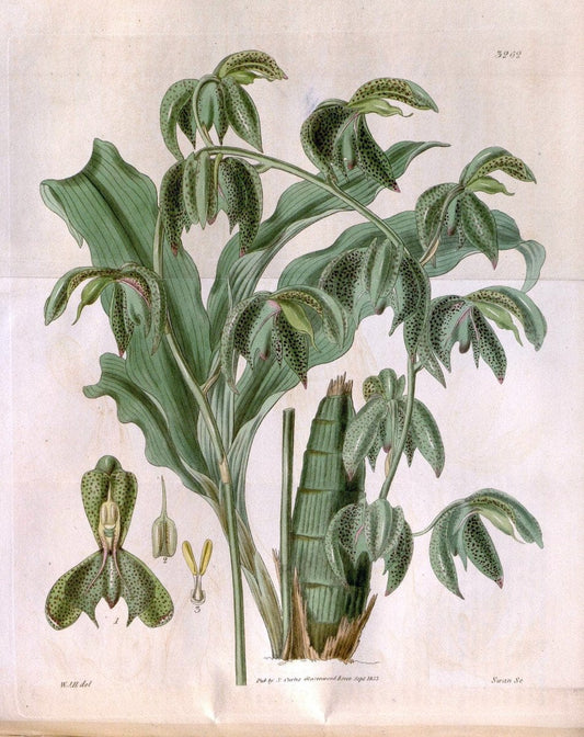 Curtis's botanical magazine. London ; New York [etc.] :Academic Press [etc.]. | "Botanical illustration" Botany Periodicals "Pictorial works" "Plants, Ornamental"  | Vintage Print Reproduction 453496